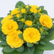 Примула Primula Balerina Spring Sun